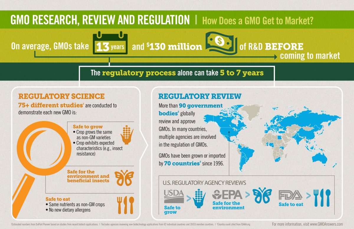 agbiotech's tweet image. Think GMOs aren't regulated? Think again. On average, it takes 13 years 🕒, $130M 💰 before a new GM crop can hit store shelves.
