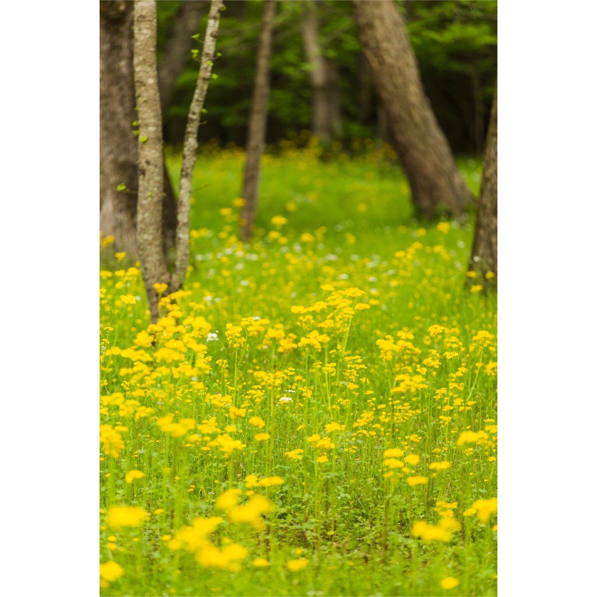 The dates for my 2017 Spring Minis have been announced! 205photography.bigcartel.com/product/2017-s…