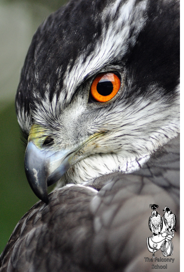 FalconrySchool's tweet photo. This is our stunning Northern Goshawk "Clawed". What a beauty! #falconry #falconryschool #hawk #goshawk #bird #birdsofprey #beauty https://t.co/w7fCUx9JgP