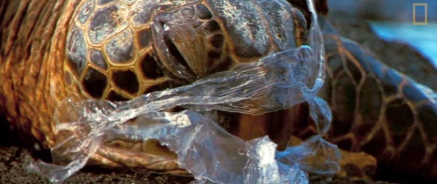 PADI's tweet image. Can you imagine what it feels like to be trapped in a plastic bag? Watch the video: padi.co/7j2p8K