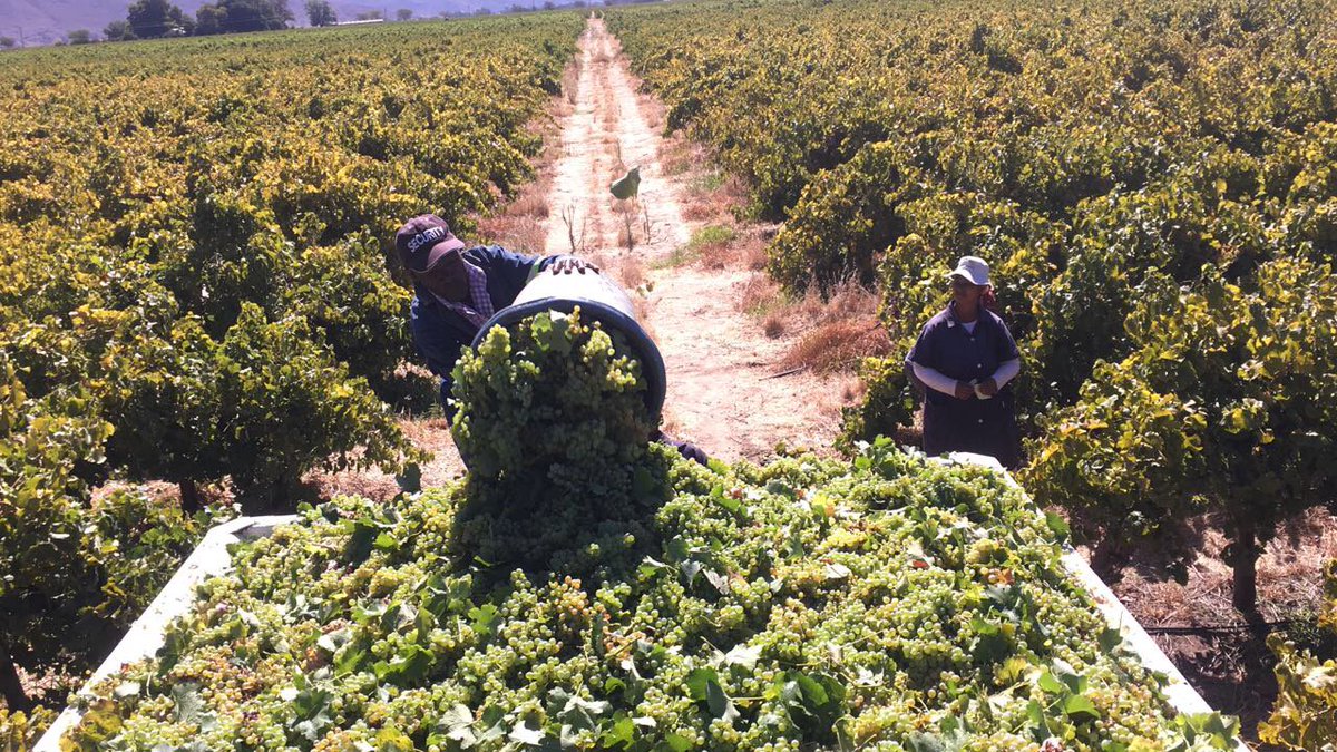 MerwidaWines's tweet photo. Harvesting by hand! Week 4 of Harvest already!
#2017Vintage #Merwida #Harvest2017 @WineLandSA https://t.co/j9BmwQDGQ9