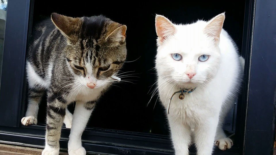GuitartSandra's tweet photo. #OrgulloDeGato https://t.co/BD89hxRGhV