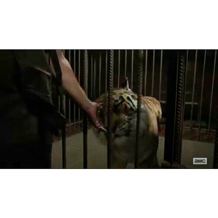 Hot_Thick_Betty's tweet photo. @ennoia3 I think a beautiful romance began last night.  😁🐯👦❤ #Sharyl #AndTheyCallItKittehLoooove @wwwbigbaldhead https://t.co/98TcylP0LC