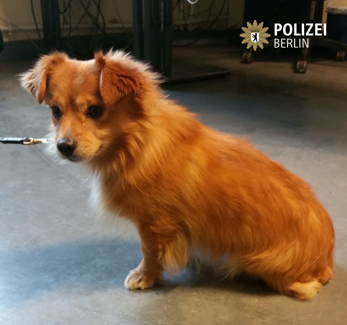 Ich wurde heute in #Charlottenburg gefunden. Frauchen/Herrchen bitte melde dich beim A24 am Kaiserdamm unter unter (030) 4664-224701.
^tsm