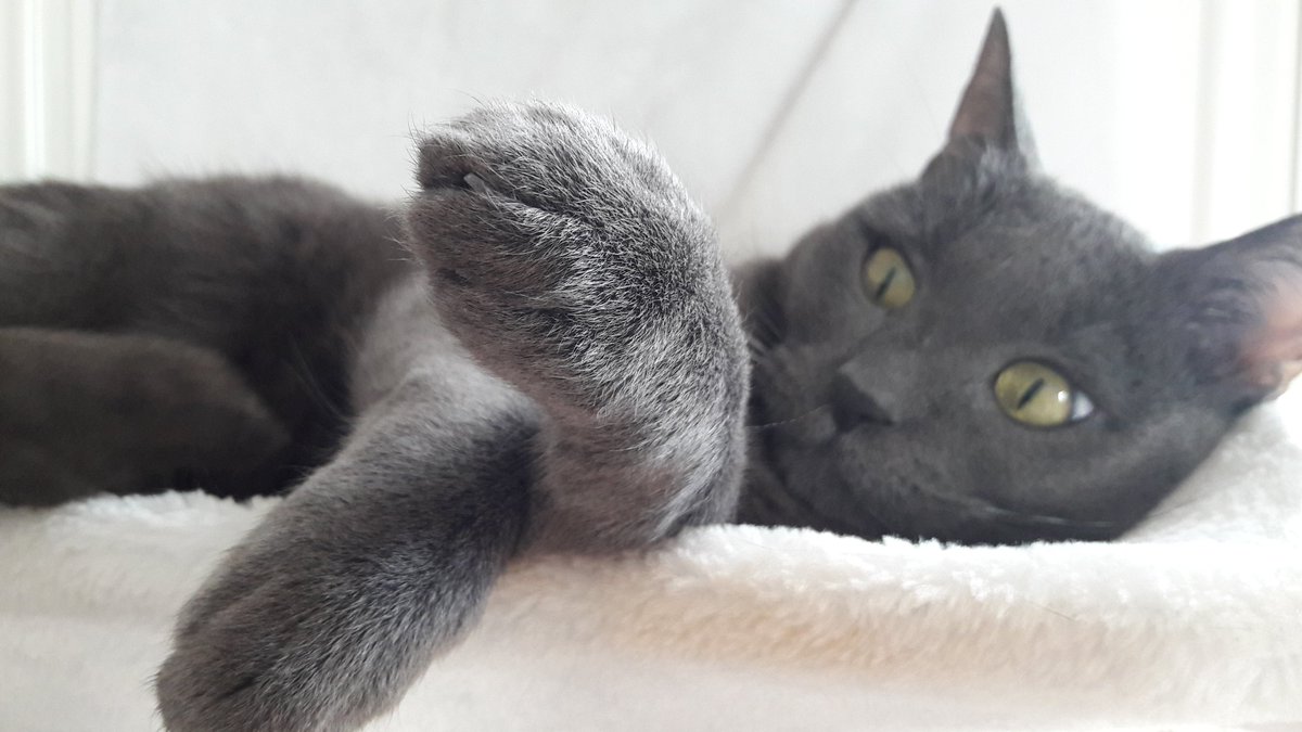b_camayo's tweet photo. El rey de la casa !!!! #DiaInternacionalDelGato https://t.co/jX5Z7i1iol