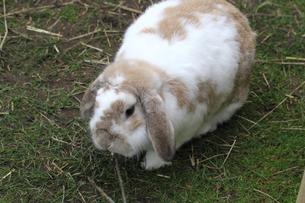 Bunny_Blogs's tweet photo. The Hoomins have been pruning apple trees again. Very nommy. #RabbitAntics https://t.co/s2g6qak3Jv