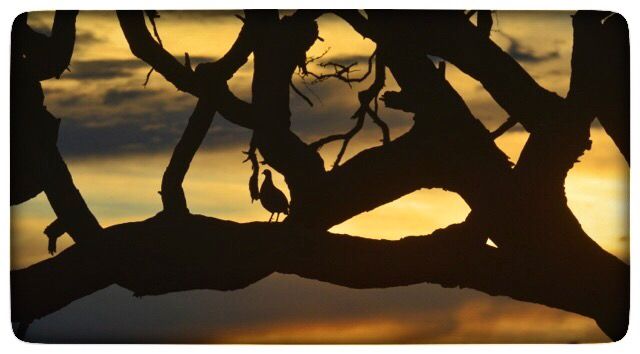 SableSands's tweet photo. African Sunset and 'Sundowners' - an almost every day part of our lives ❤#Travel2Zimbabwe #Sunset #SundownerSafari #bird #SableSands #Hwange https://t.co/Gv7UmQtdsG