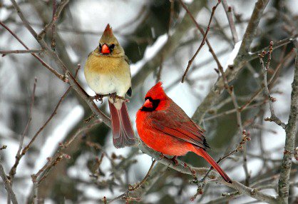 Wild Birds Unlimited tweet media