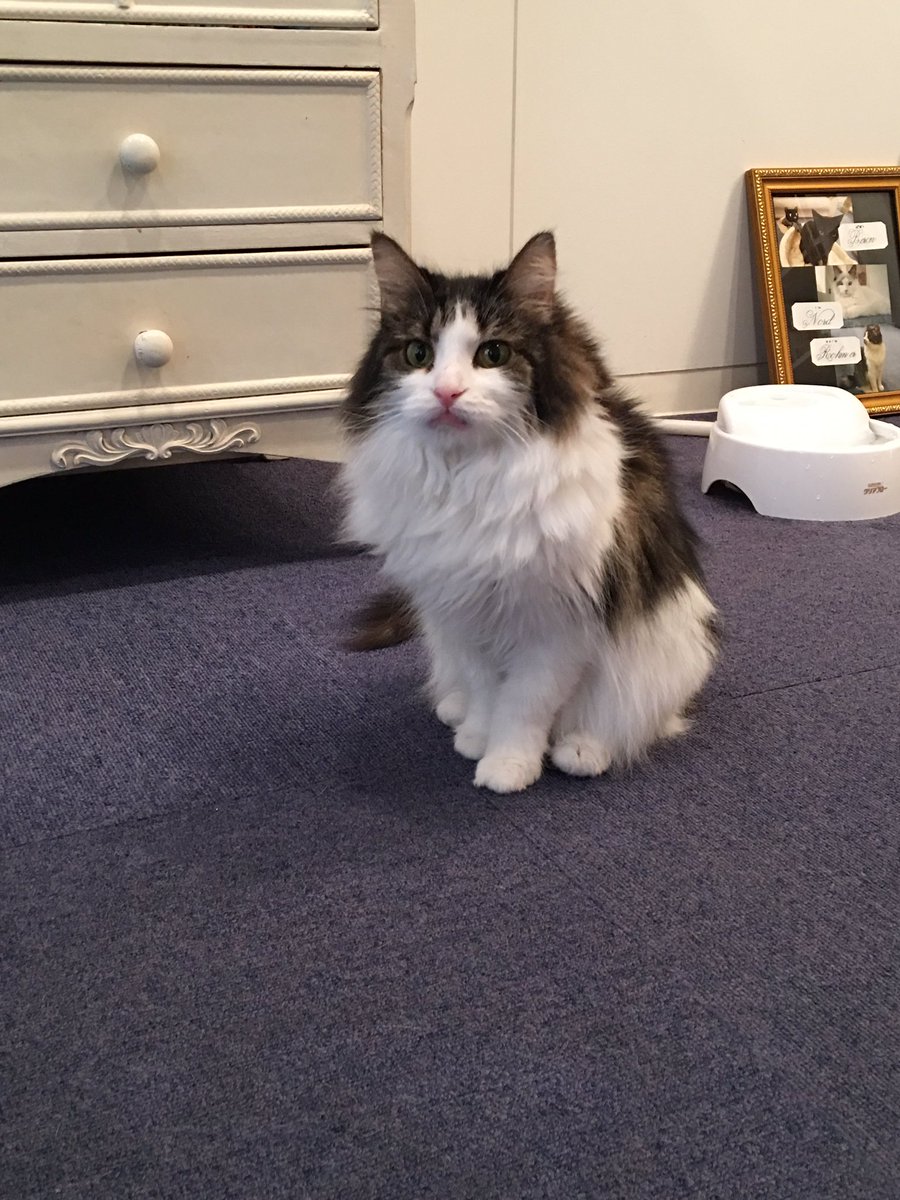 このこ かわいかった 岡山の猫カフェ 世界最大の猫メインクーンなのに 2 4キロくらいと 普通の成猫よりちいさい でも大人 七歳 尻尾ぴこぴこずっと動かしてたり 猫じゃらしくわえたらはなさない 少年みたいだけど熟女 カンタローみたいな 中川翔子 風と