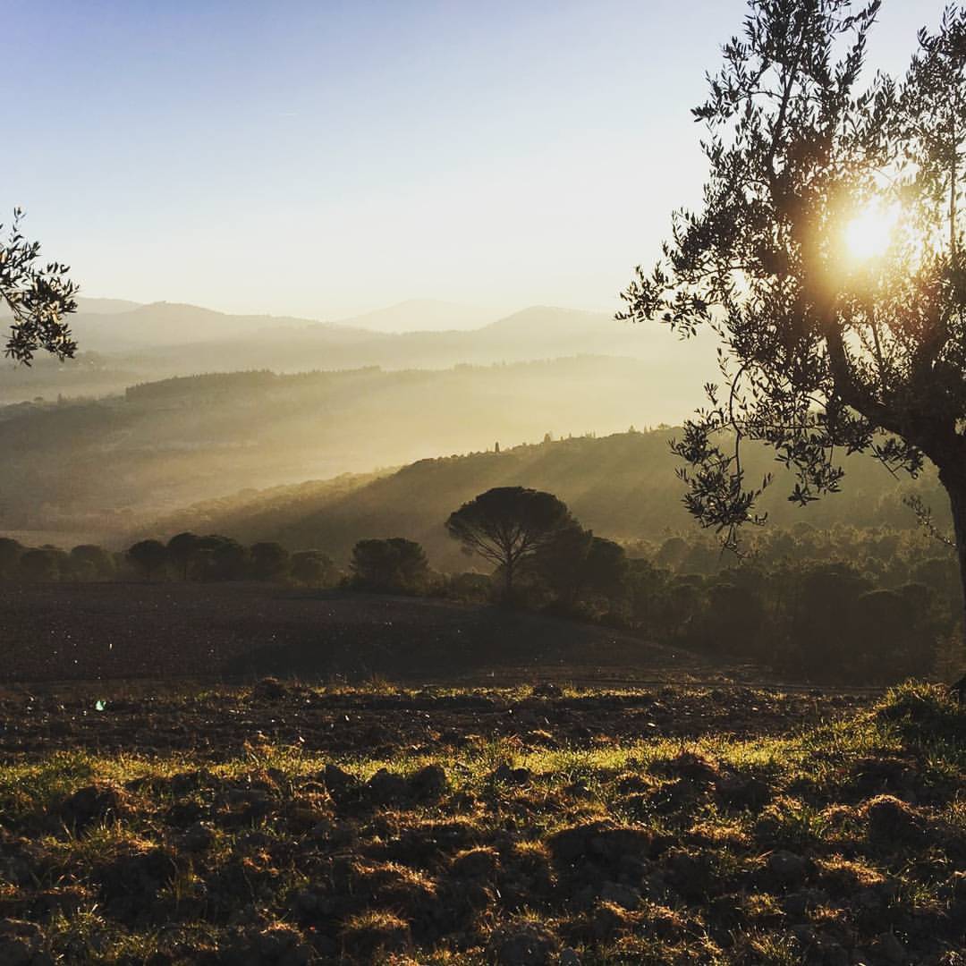 Alba a Torraccia 
(Sunrise at Torraccia)
#torracciadipresura
#buongiorno #goodmorning #alba #sunrise #sun #sunnyday #fields #tuscany #italy