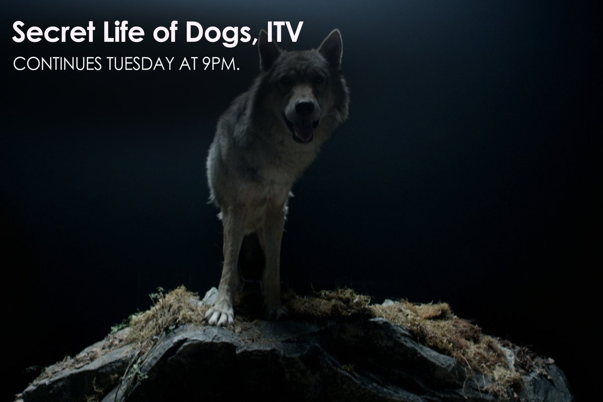 oxfordsf's tweet image. Tomorrow night, #SecretLifeOfDogs continues