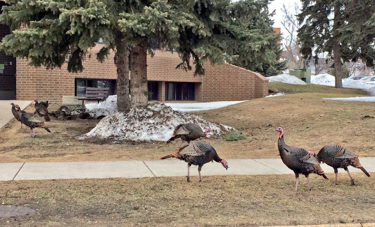 MelfortMultiK's tweet photo. It's #FamilyDay so why not go for a run?  Even if your family is a #BunchOfTurkeys #MultiK https://t.co/fRKgTFDQ6l