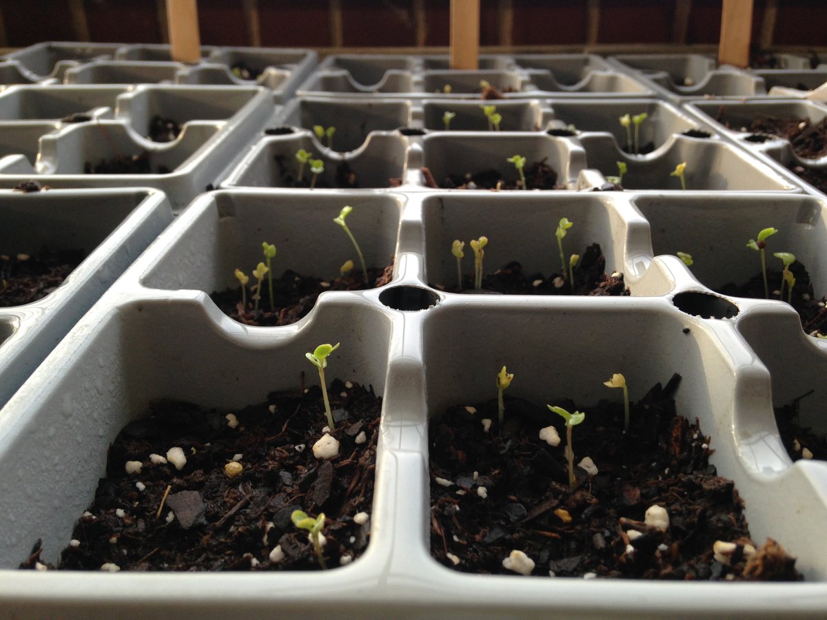 Mac_Biology's tweet photo. Great things growing in the greenhouse for Jacksonville #salvationarmy! #broccoli @MacSocialWork https://t.co/i48rZiUF0e