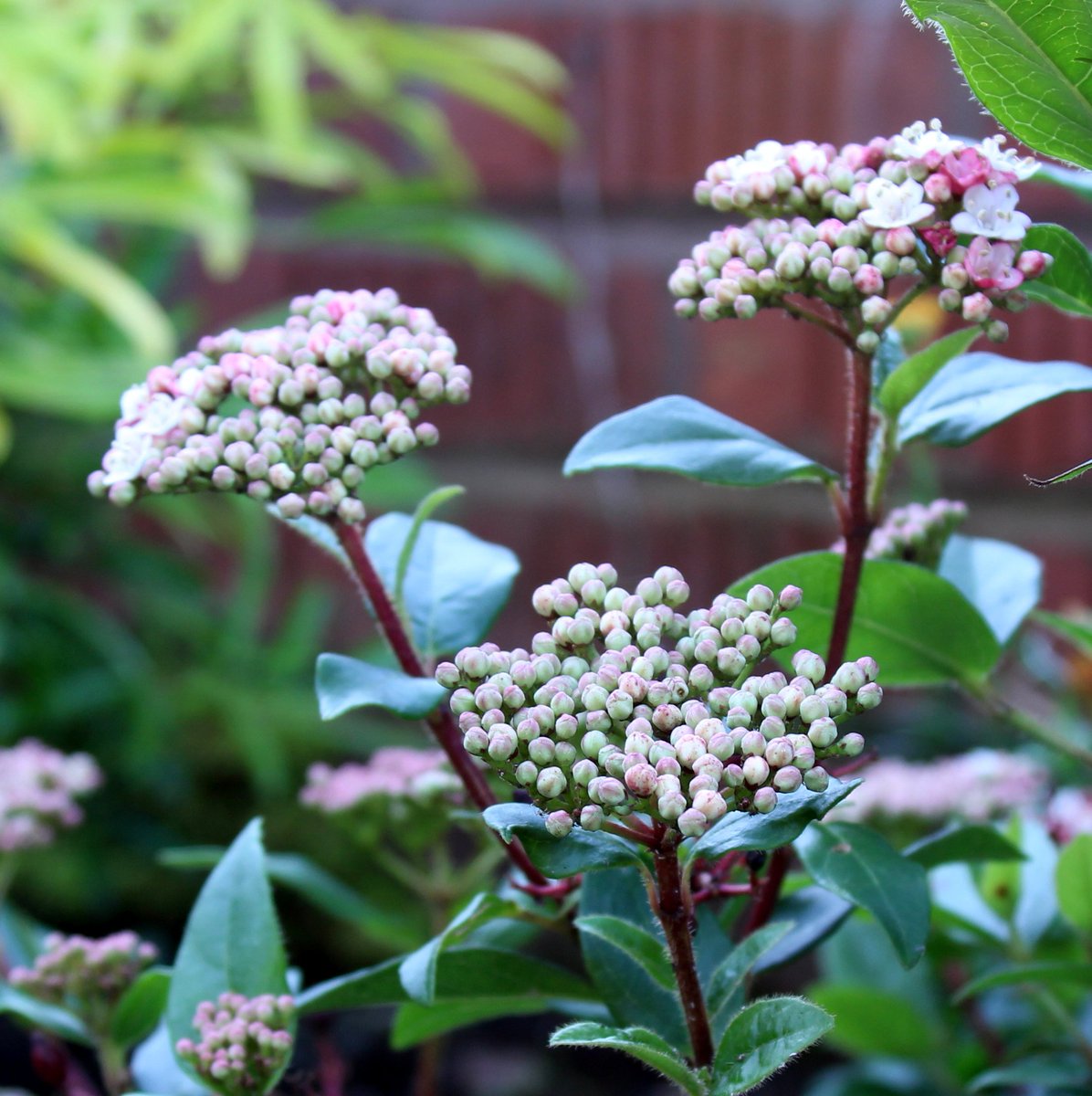 Pockets of spring colour in #mylittlegarden this week #gardening #flowers #flowerphotography #february