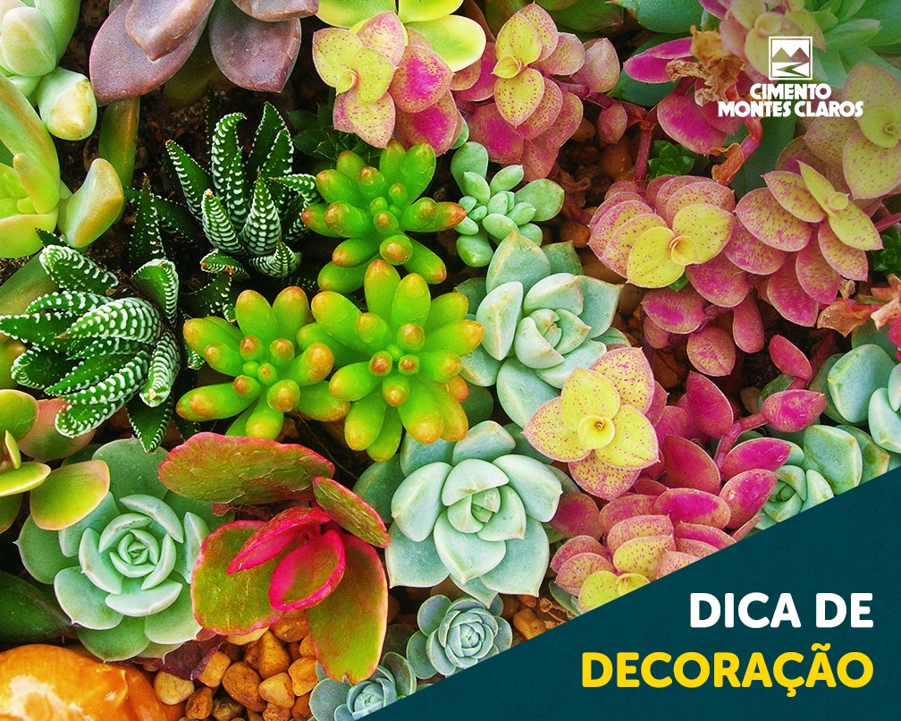 Uma casa com plantas é mais alegre. Cactos e suculentas são fáceis de cuidar, consomem pouca água e vivem bem em ambiente interno. :)