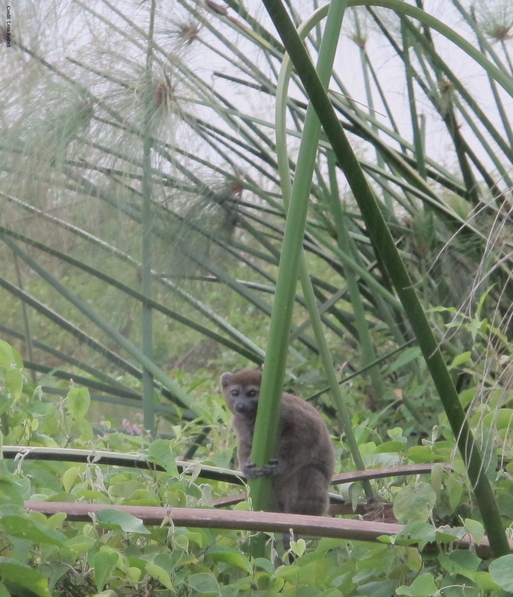 OryxTheJournal's tweet photo. Conversion of marshland for rice cultivation in #Madagascar threatens future of C.Endangered Alaotra gentle #lemur https://t.co/nw8NTFtfTJ https://t.co/P1LF1Dcsbc