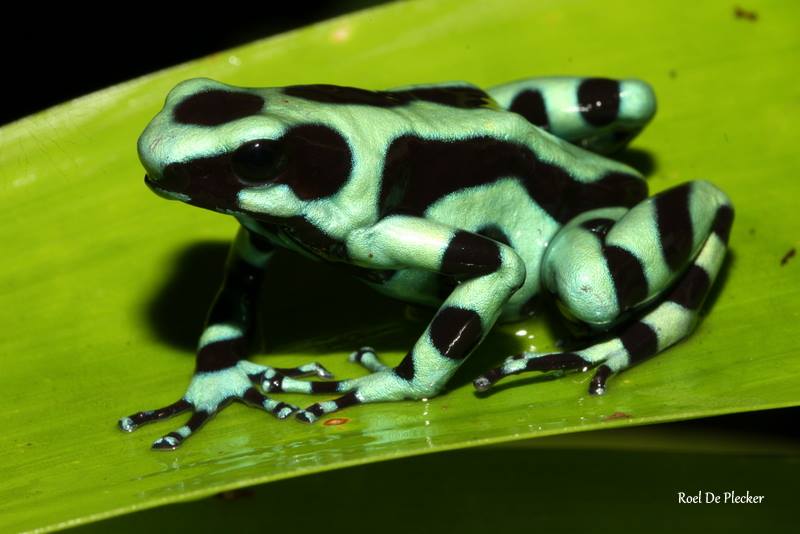 Reptilandia's tweet photo. You can also see frogs @Reptilandia, like this green and black poison frog (Dendrobates auratus) #thingstodo #dominical #frogs https://t.co/fiPCOa95xP