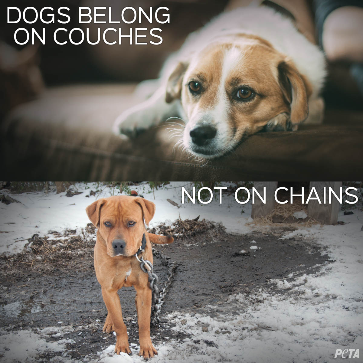 Which Animals Belong To The Dog Family