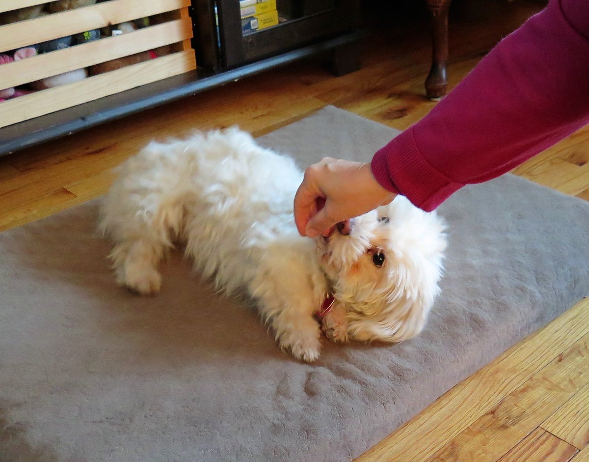 Caluvsdogs's tweet photo. 3 day weekend? Teach your dog Roll Over in 3 easy steps https://t.co/N1XfRhk8uX #cutedogtricks #dogtricks #doglovers #cutedogs https://t.co/wi9emjWPWO
