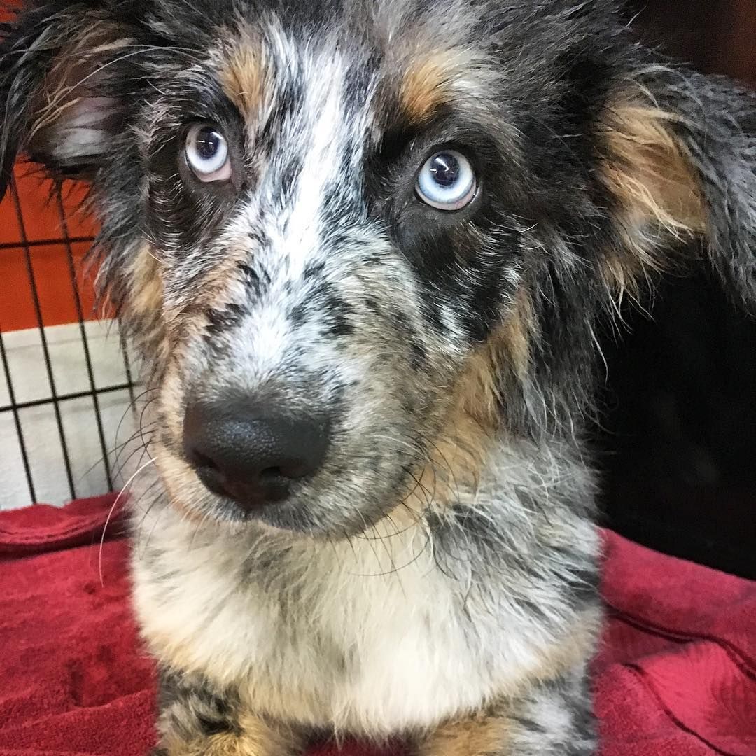earthbath_pet's tweet photo. “What do you mean tea tree oil bath is better than creek bath?" #earthbath https://t.co/gfJJSbKviP https://t.co/8CcOIdOAgV