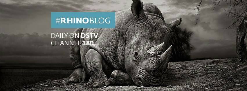 Bonne_de_Bod's tweet photo. Rangers, forensics, survivors, technology, justice.
Stay updated on all things rhino with #RhinoBlog on @peoples_weather 
DStv channel 180 https://t.co/DDJfcWSooh