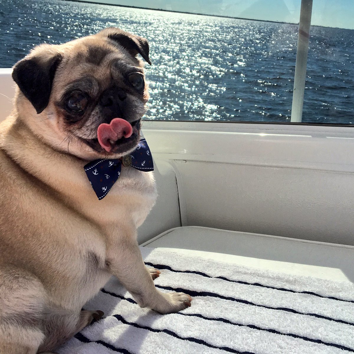 TBYachtCharter's tweet photo. Ahoy, mateys! It's #NationalLoveYourPetDay and we're saying #ayeaye to our mascot, @princelouisthepug IG ⚓️🐶#StPete #yachtcharter  #pugboat https://t.co/BR4HcgM2tC