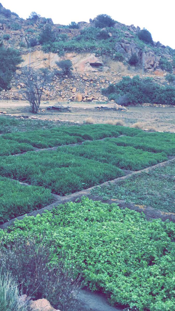 Abdullah_Gat's tweet photo. #عيش_الطائف 
شفا هذيل 🌸☔️ https://t.co/DjQzevyDHs