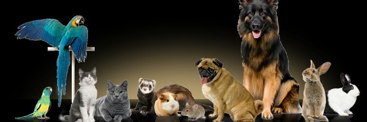 In need of pet transportation. Contact us U.P.T.#unitedpettransportation