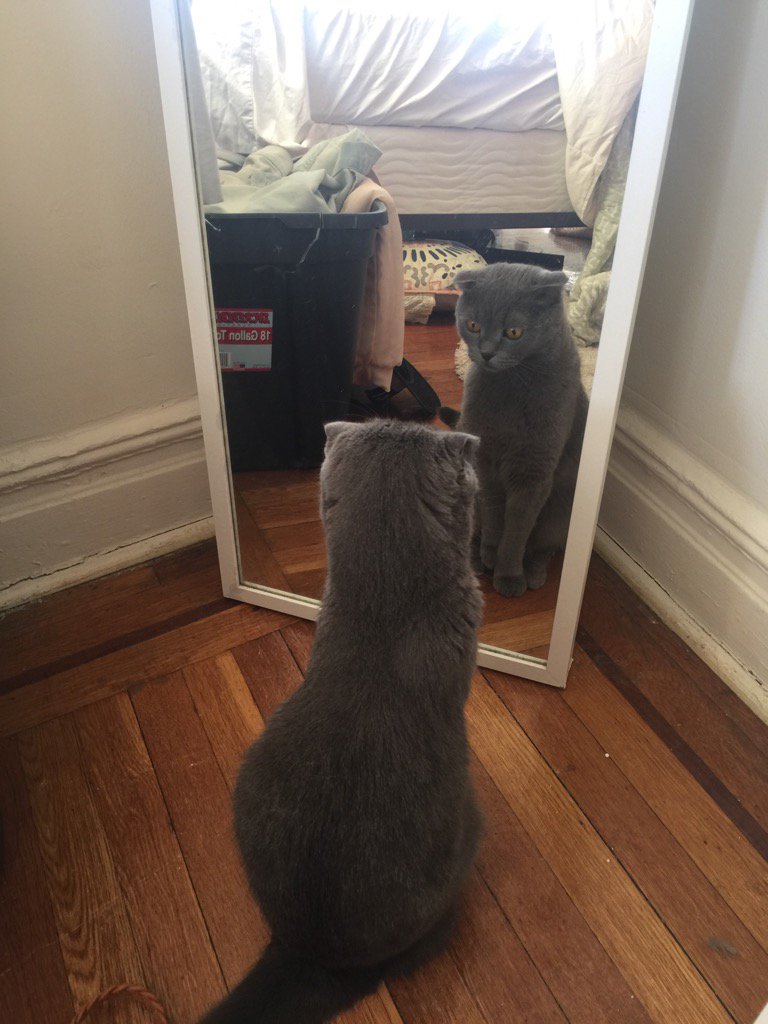 Serenity Discko tweet media