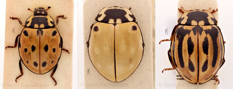 KarjalainenSami's tweet photo. Variability of color patterns in eyed #ladybird, #Anatis ocellata. Isopirkon värimuotoja. #Coccinellidae #leppäkerttu #isopirkko https://t.co/Gaqf3CIpFj