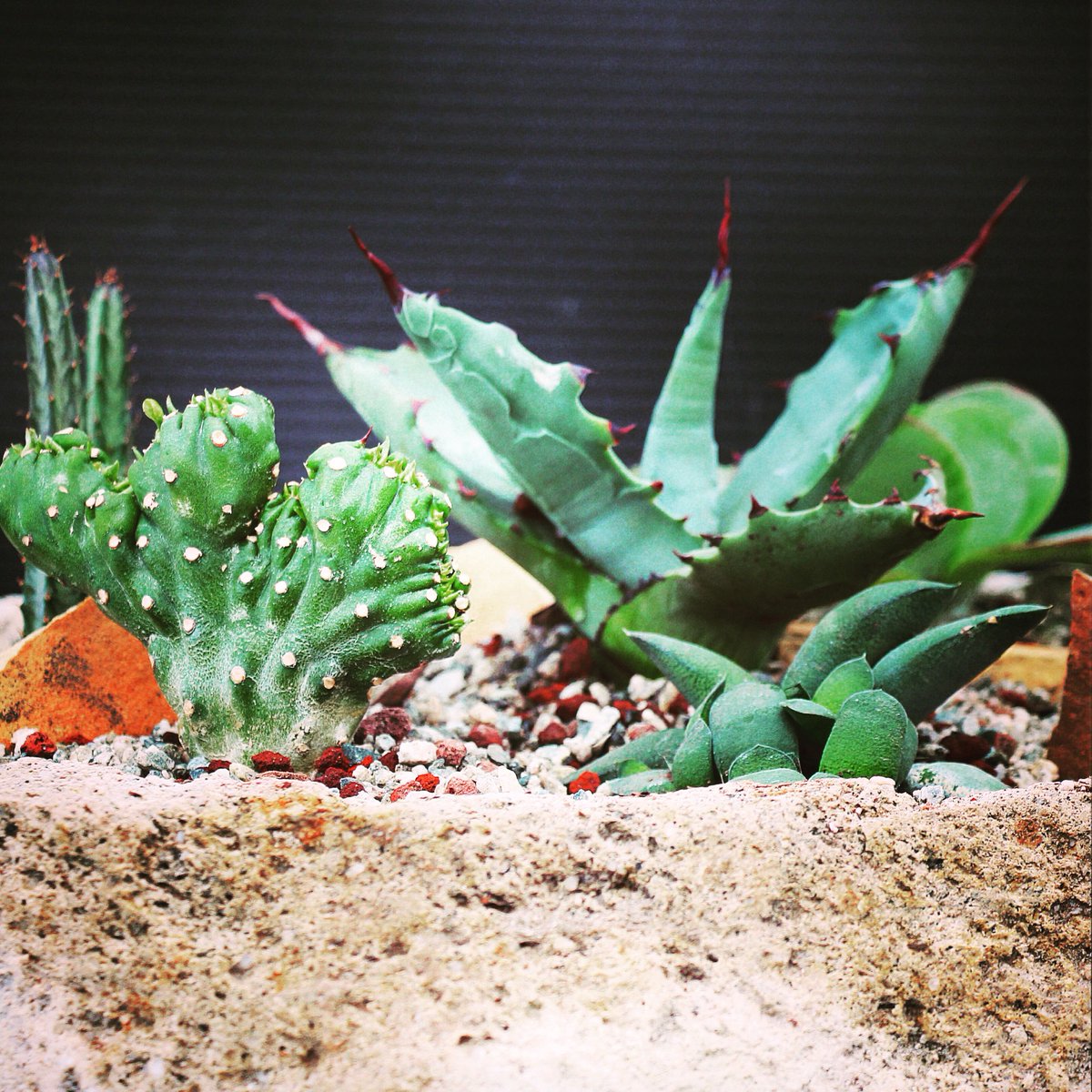 Tiny #plants like these #succulents and #cacti make great arrangements and #gifts through the winter season. #Vail