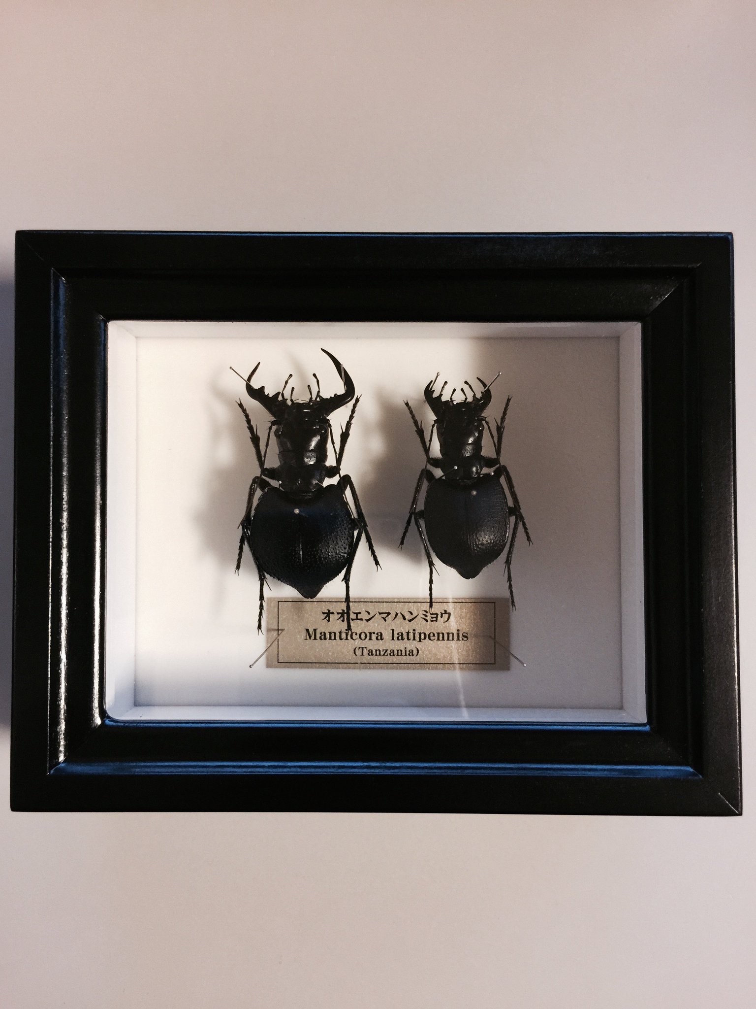【標本】オオエンマハンミョウ No 8 オオエンマハンミョウ♂ 未纏足標本｜Yahoo!フリマ（旧