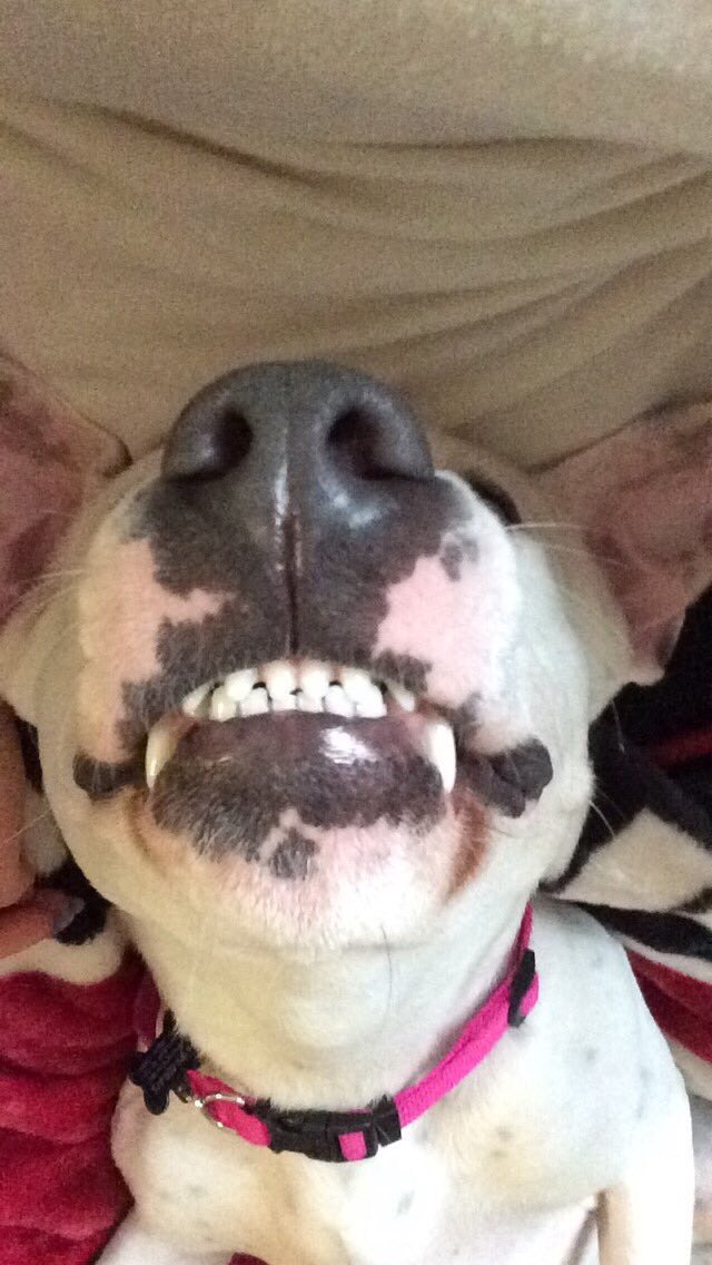 How can it be a bad day with this face running around?