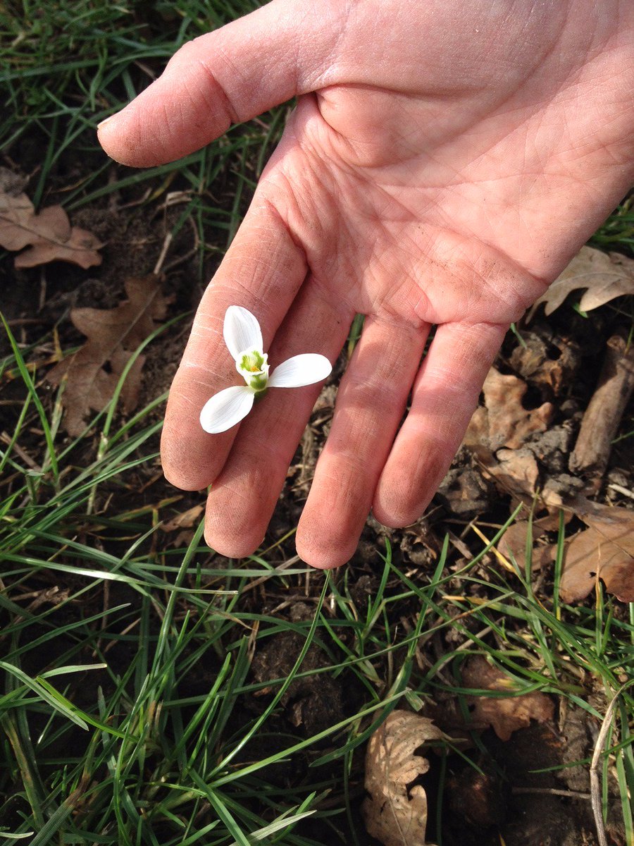 GG_Whitehall's tweet photo. What wonderful volunteers we have! Brimstone butterfly, field mouse and flowers emerging - with spring around the corner! #mondaymotivation https://t.co/RI2bewhprv