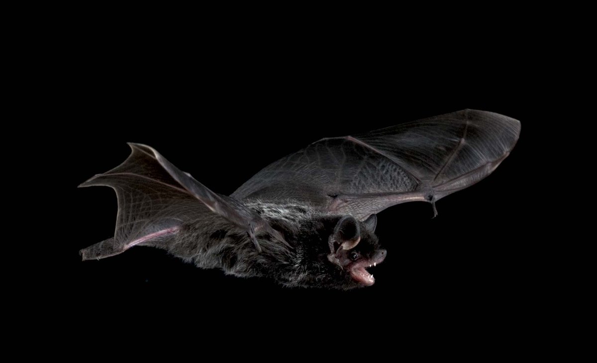 Biotweeps On Twitter Silver Haired Bats Get Their Name From