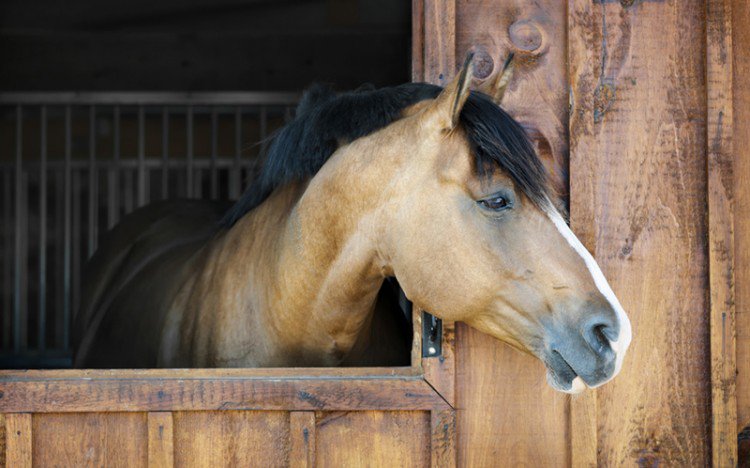 eCHEVALcom's tweet image. Découvrez avec nous @EquimovFr, le airbnb du #cheval et du cavalier echeval.com/news/147-equim…