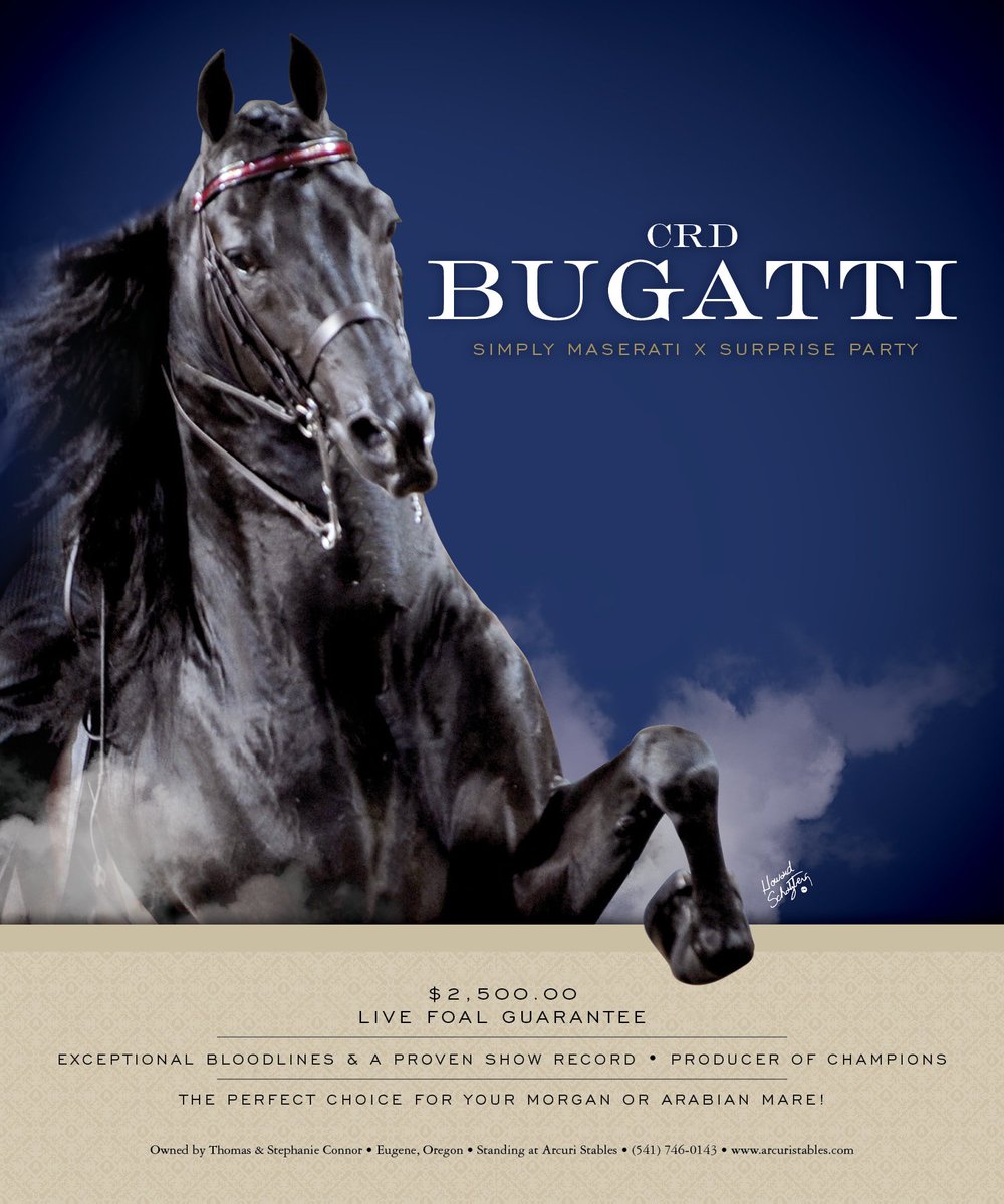 TNH1865's tweet photo. CRD Bugatti: The Perfect Choice for Your Morgan or Arabian Mare! #nationalhorseman #stallionguide #stallion #morganhorse https://t.co/vYqko5kpfS
