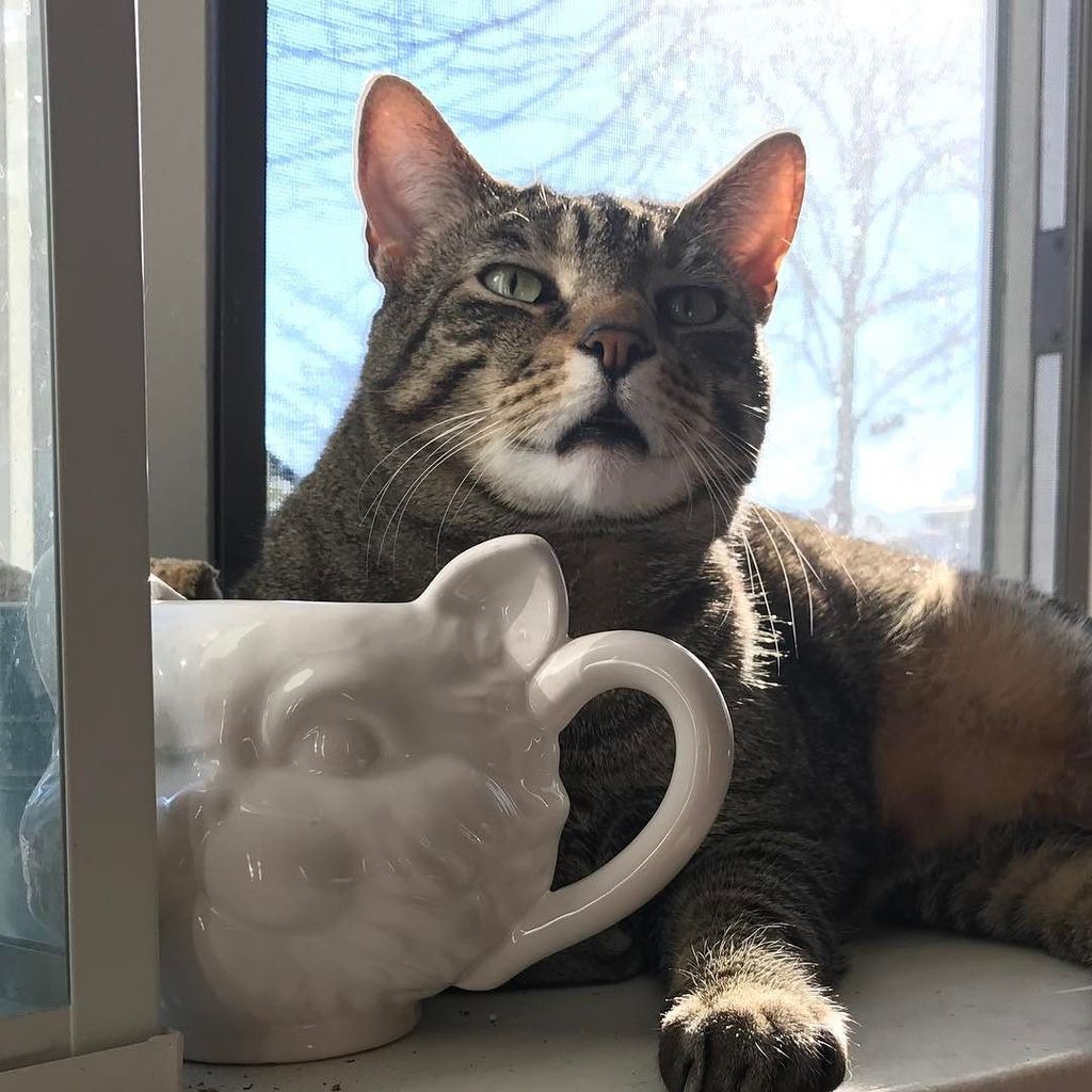 cgbsrule's tweet photo. Rambo likes to eat my plants. #badcat #rambo #adoptdontshop #catlife https://t.co/3lYSGu0MHs