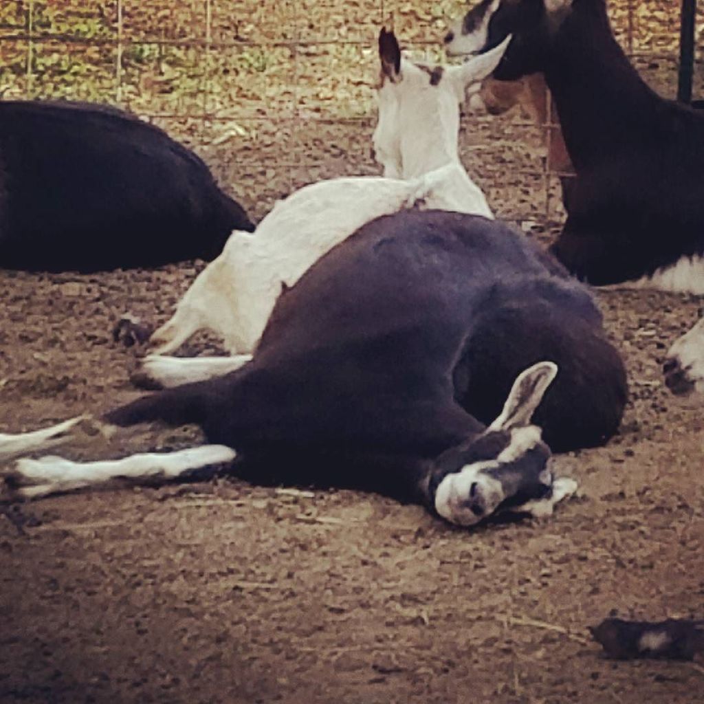 goatmilkstuff's tweet image. Thalia says, "I feel fat." LOL
#sillygoat
#pregnantgoat
#gmskids