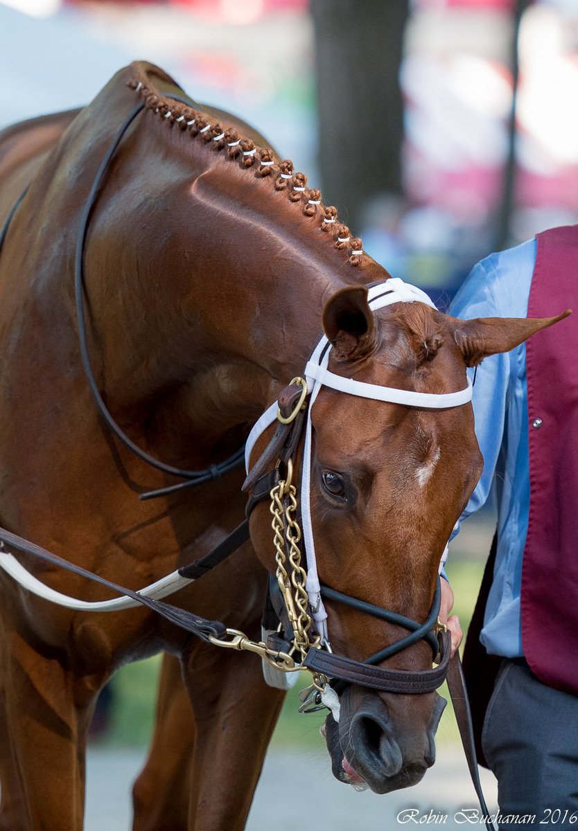 LadyAndTheTrack's tweet photo. Looking forward to seeing Gun Runner make his 4 year old debut @OaklawnRacing @flothejock #RazorbackHandicap https://t.co/VTpEUbowCO