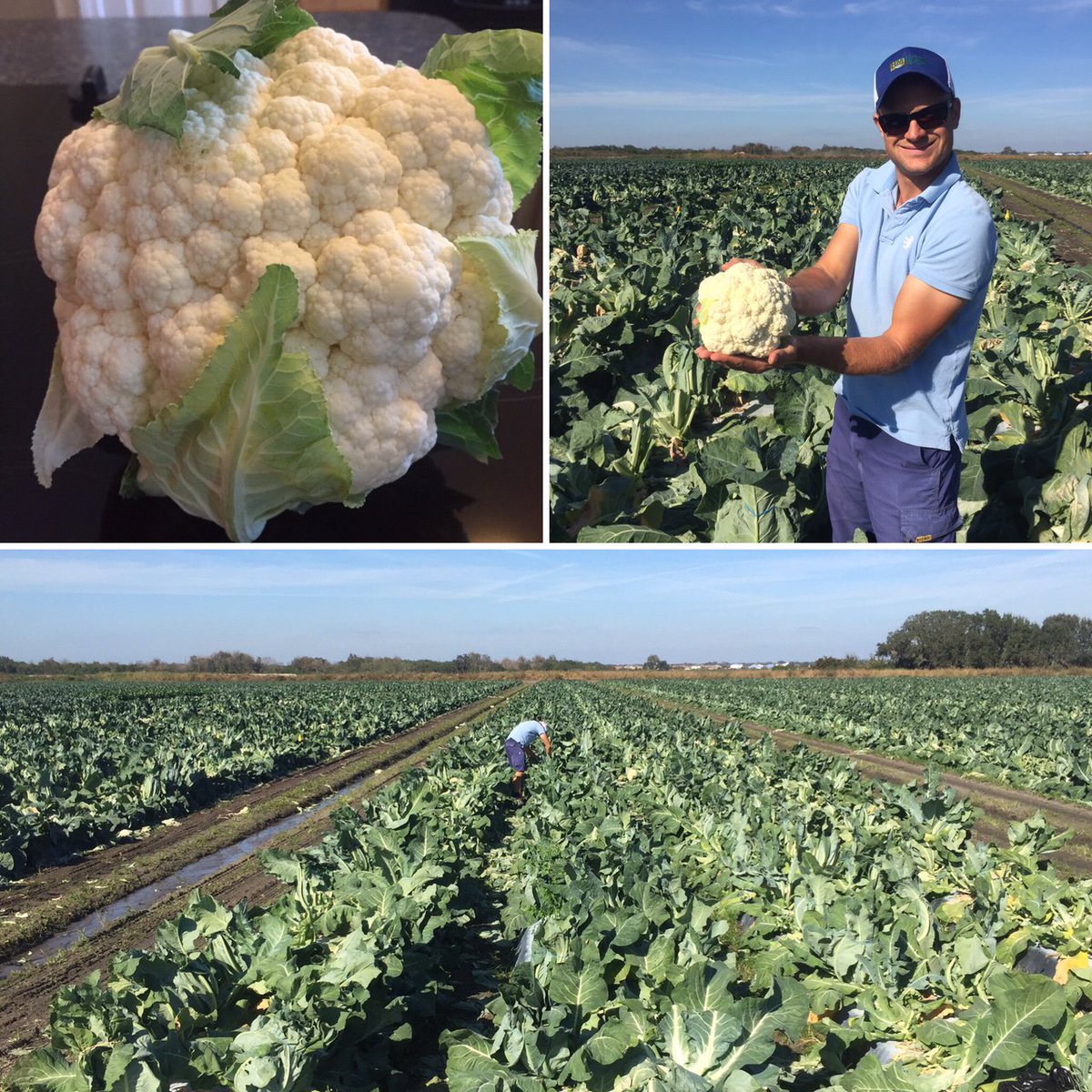 Pretty_Produce's tweet photo. Check out this #prettyproduce
Aquarius cauliflower is an early maturing variety with great heat tolerance https://t.co/ENCtcBtezK #hmclause https://t.co/fKq0N2roVD