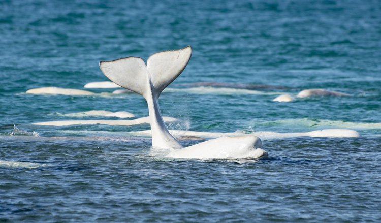 vanaqua's tweet image. Learn about our new beluga conservation program and expanded Marine Mammal Research Program: ow.ly/nc2D309bn1q