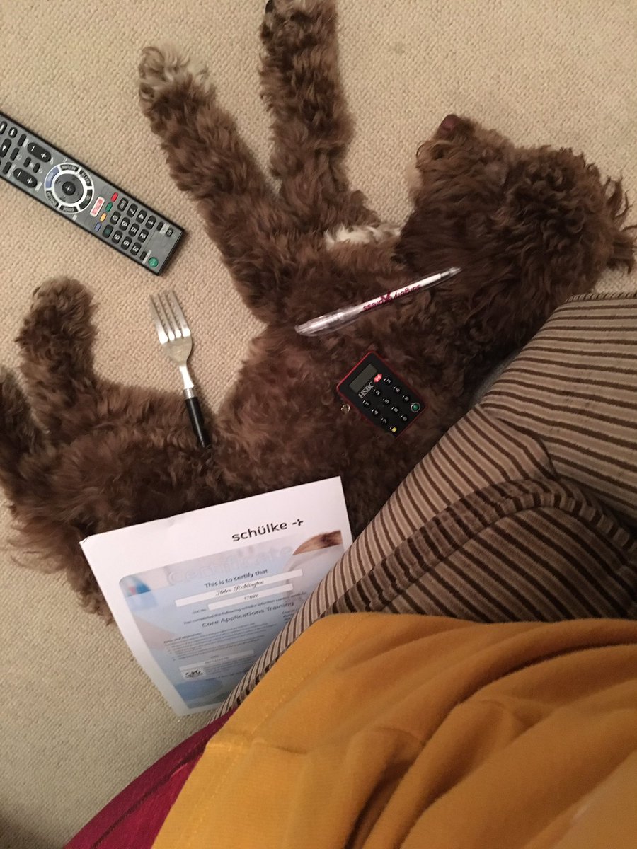 hellyred's tweet image. Barney won't play with me this evening #snore