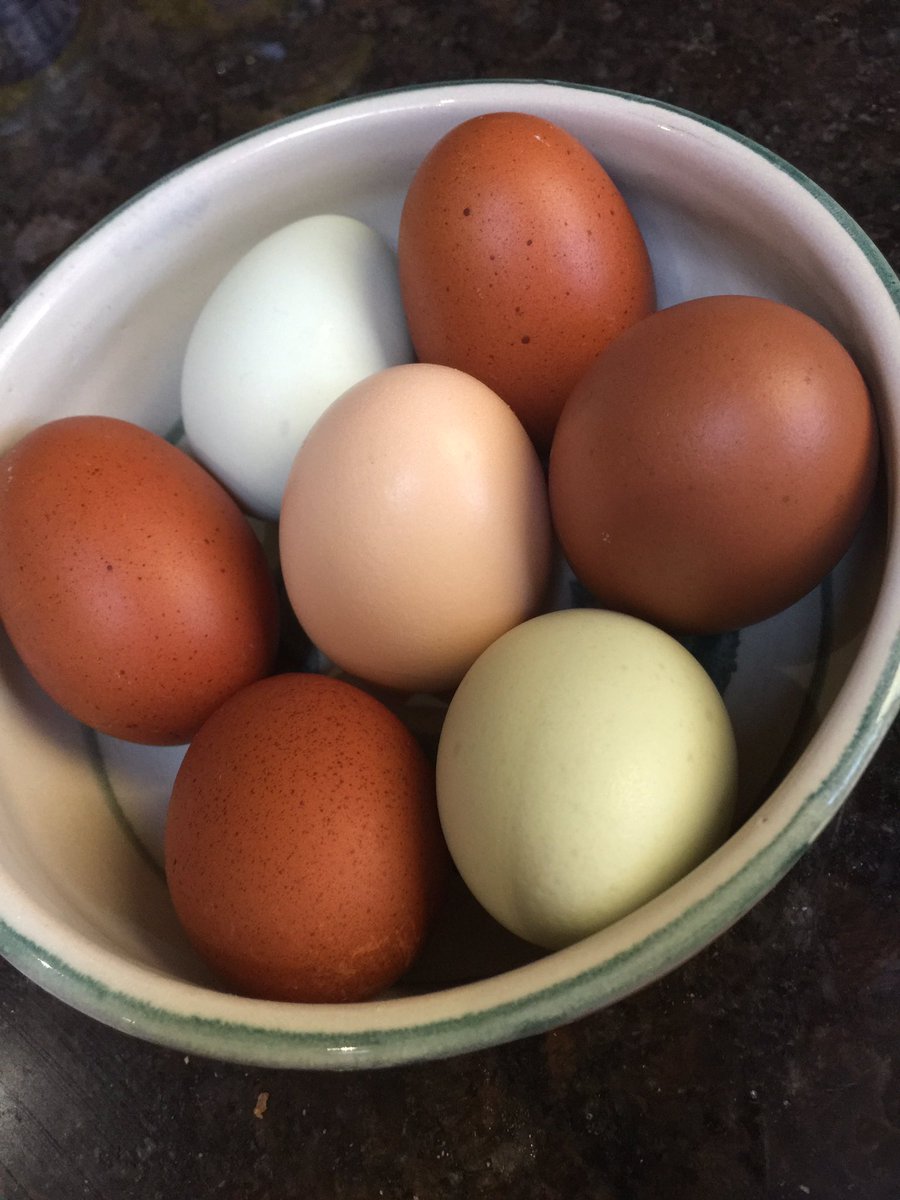 ChantalZ's tweet photo. These farm fresh beauties are providing lunch today! Thank you @eggsmanagement @dooneyranch #littledooney #eggpreneur #farmfresh #eatlocal https://t.co/rIRrCeInkh