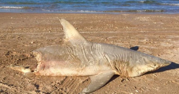 Half-eaten shark washes ashore on Florida beach bit.ly/2l074MA https://t.co/9K5JdWh6lD