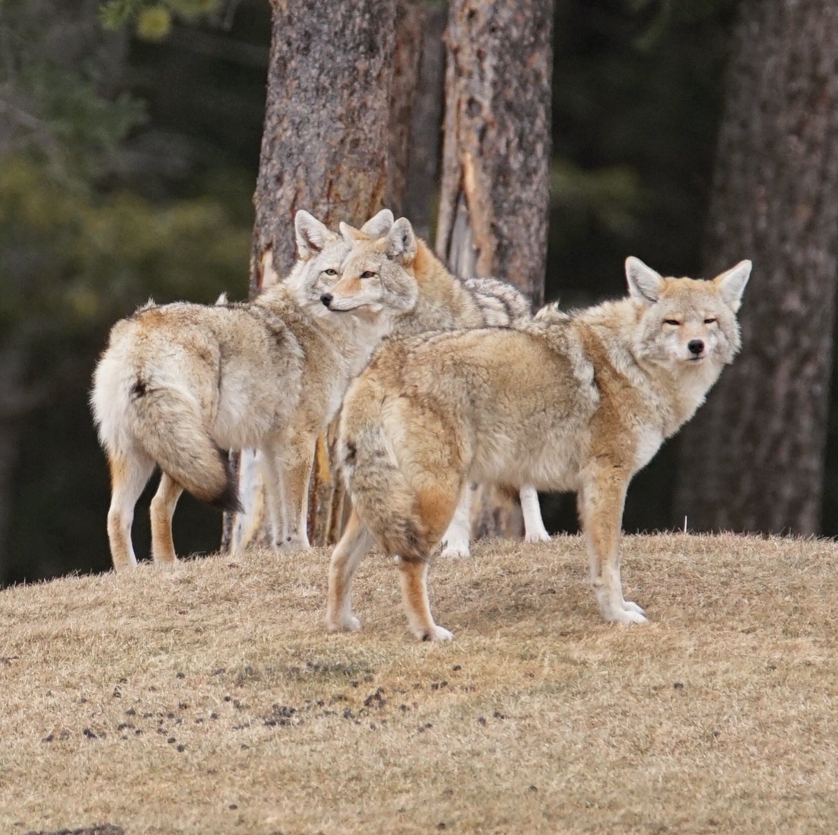 Happy Family Day! 📷Stacey Sartoretto #FamilyDay #coyotes