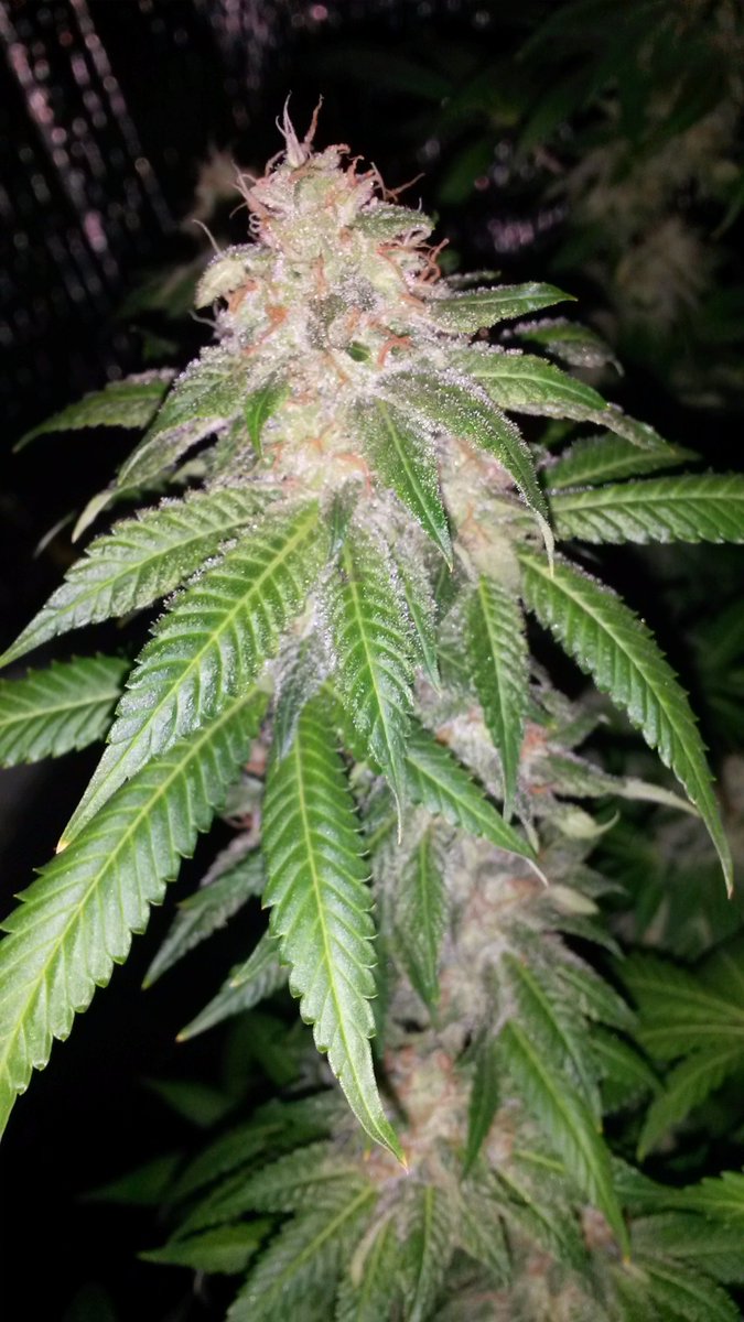 c2cgenetics's tweet photo. https://t.co/UGupitnWCR
#c2cgenetics https://t.co/9uqomiJz5Z