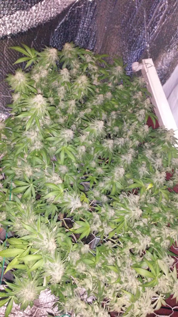 c2cgenetics's tweet photo. singlle plant scrogg
https://t.co/UGupitnWCR 
#c2cgenetics https://t.co/zX6D7HaWod