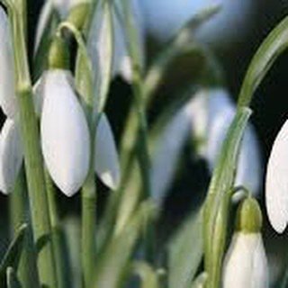 LordLeonG's tweet photo. Snow drops are coming up! Looks like Spring has Spung! 🌷 https://t.co/H9Kr1vtJKM https://t.co/w5NKhXY37C