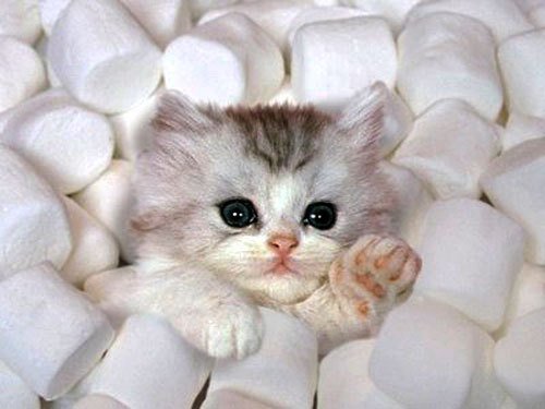 Blueberryllove's tweet photo. @kilo_bear 
I remember all the kitties you used to take care of outside !
It was SUPER CUTE ! https://t.co/88F3xqcQjF